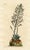 Original early-1800s hand-colored botanical print published in "Curtis's Botanical Magazine", the oldest and longest...
