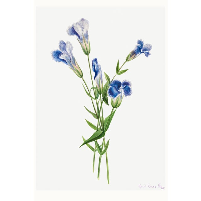 Fringed Gentian, Vintage Botanical Art Print Reproduction by Mary Vaux Walcott, 24" X 36" For Sale