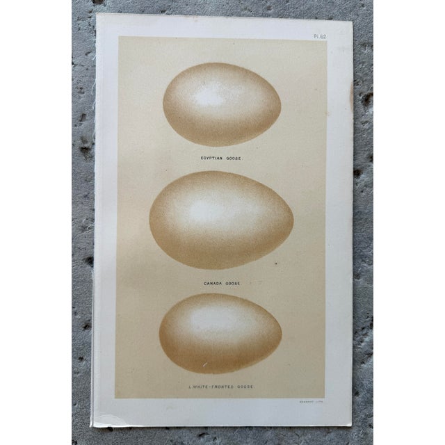 Brown Set of 8 English Late 19th Chromolithographs of Bird Eggs For Sale - Image 8 of 10