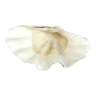 Large Vintage Clam Shell For Sale