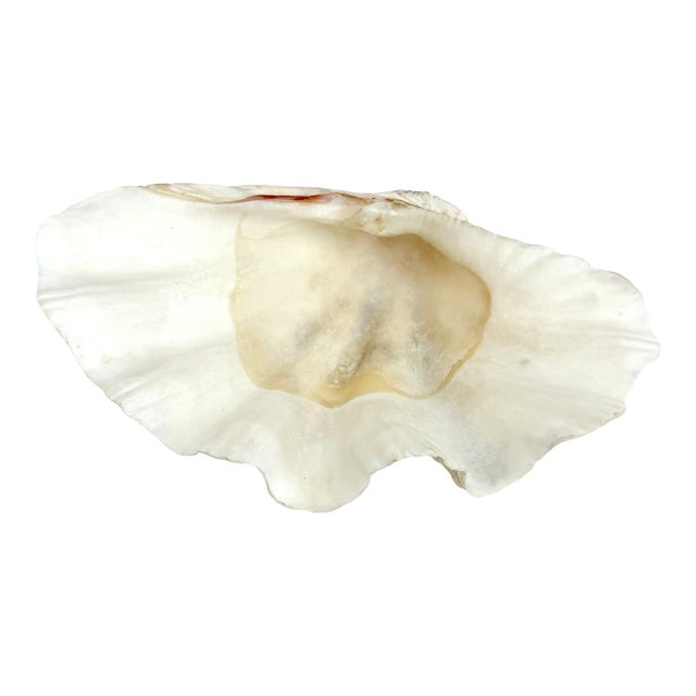 Large Vintage Clam Shell For Sale