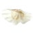 Large Vintage Clam Shell For Sale