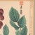 Cream Japanese Woodblock Botanical Print of Three Dstinct Varieties of Dahlia by Tanigami Kōnon For Sale - Image 8 of 9