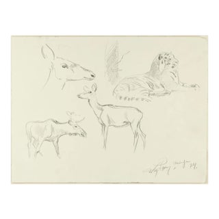 Study of Animals - Original Pencil Drawing by Willy Lorenz - 1940s 1940s For Sale