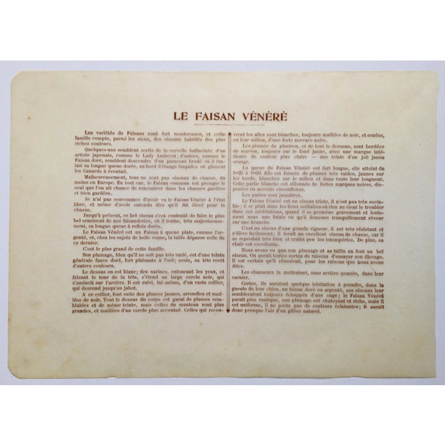 1907 “Le Faisan Venere” French Photogravure Print of a Reeves Pheasant For Sale - Image 4 of 7