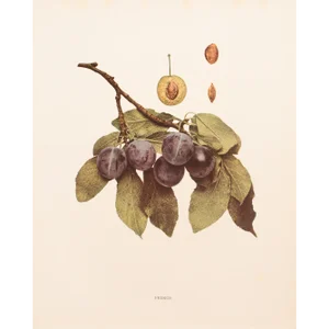 1900s U. P. Hedrick, Original Antique Photogravure of French Plums