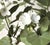 Hand Painted Tole Geranium in Pot For Sale - Image 9 of 10