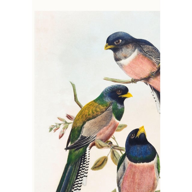 Paper Vintage Tropical Bird Illustration, Bird Art Print Reproduction, 16" X 24" For Sale - Image 7 of 10