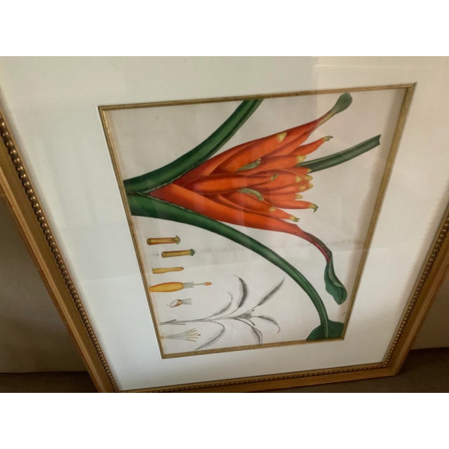 1940s Double Matted Framed Botanical Illustration of Strelitziareginea – Bird of Paradise Crane Flower For Sale - Image 5 of 8
