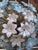 1990s Large Brass Pendant Lamp with White and Blue Murano Glass Flowers For Sale - Image 5 of 9