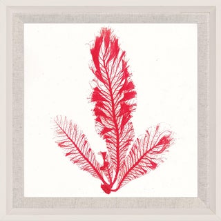 Bradbury Seaweeds 10, Framed Artwork For Sale