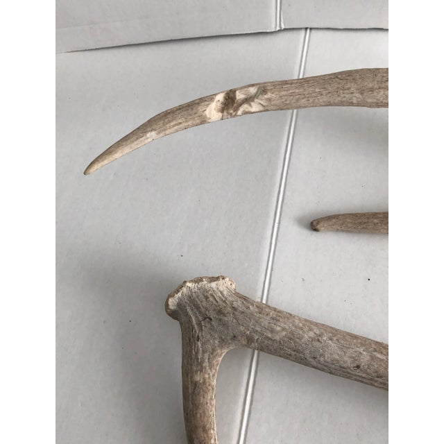 Bone Vintage Worn/Weathered Elk Horns - a Pair For Sale - Image 7 of 8