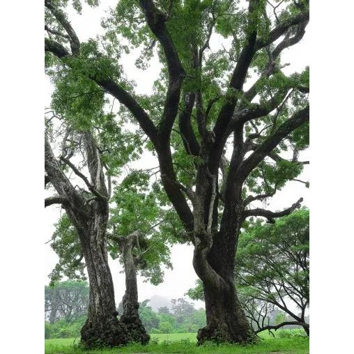 Pierre Lesage The 3 brothers, 2005 Analog photograph Printed onto 2mm aluminium #1/7. View taken in Sri Lanka Dimensions:...