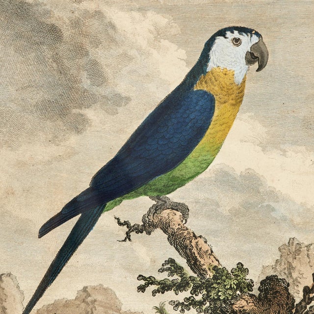 Antique Set of Eight Hand Colored Parrot Engravings For Sale - Image 9 of 18