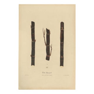 Sugarcane, 1892, Paper For Sale