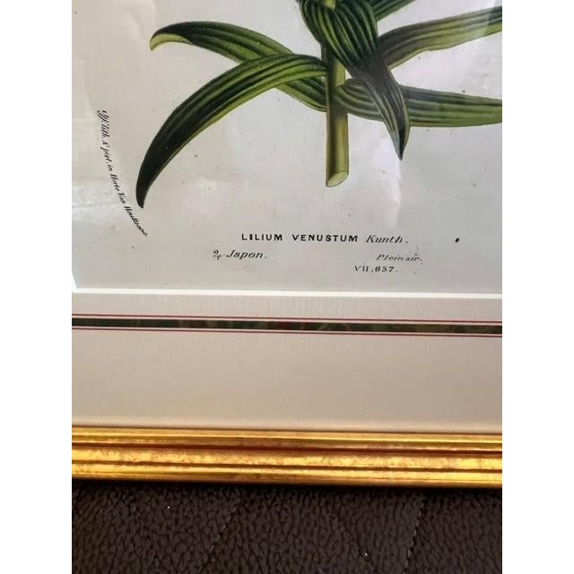 This is a framed botanical print featuring a detailed illustration of the Lilium Venustum or Orange Lily which is known...