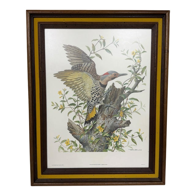 Vintage Yellow Shafted Flicker - Colaptes Auratus Framed Print For Sale