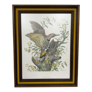 Vintage Yellow Shafted Flicker - Colaptes Auratus Framed Print