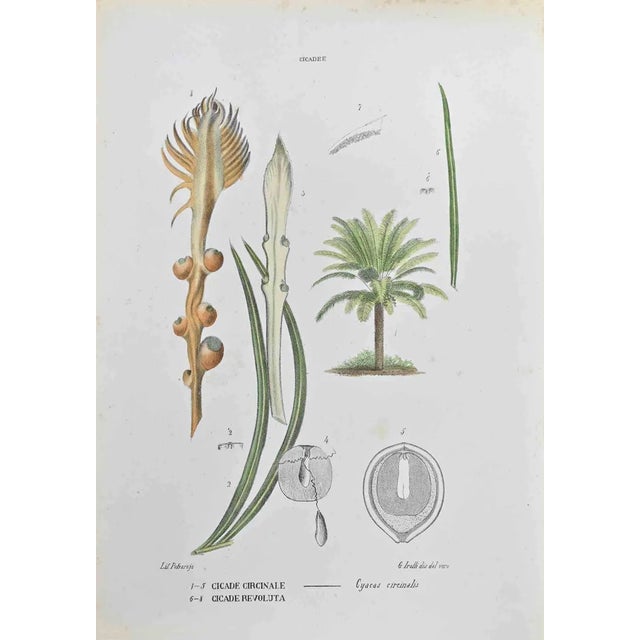 Vincenzo Tenore, Cycads, Lithograph, 1870s For Sale