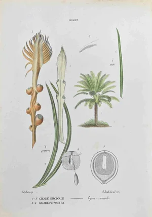 Vincenzo Tenore, Cycads, Lithograph, 1870s