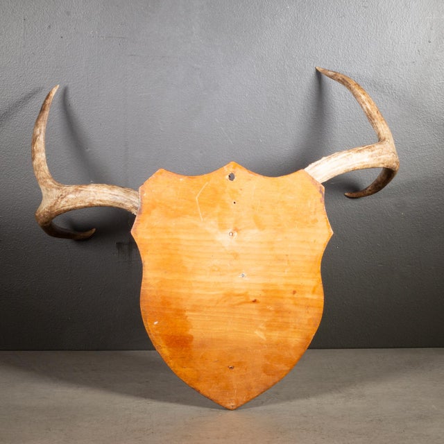 Vintage Mounted Deer Antlers With Original Tag For Sale - Image 4 of 4