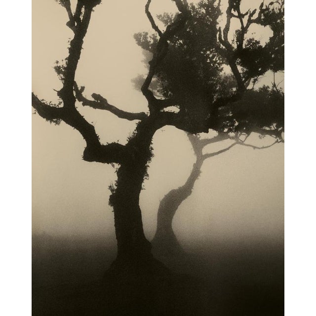 Laurisilva of Madeira No.4 ' 2026 Limited edition of 20 Printed on archival Hahnemühle Photo Rag Baryta paper. Signed both...