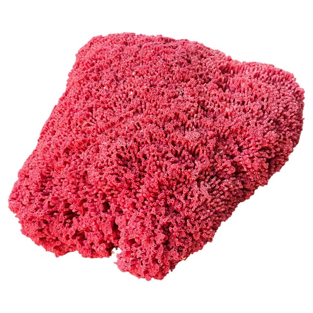 Large Red Coral Specimen, Organic Modern Style, 20th Century #6 | Chairish