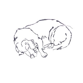 Beagle Sleep, Drawing For Sale