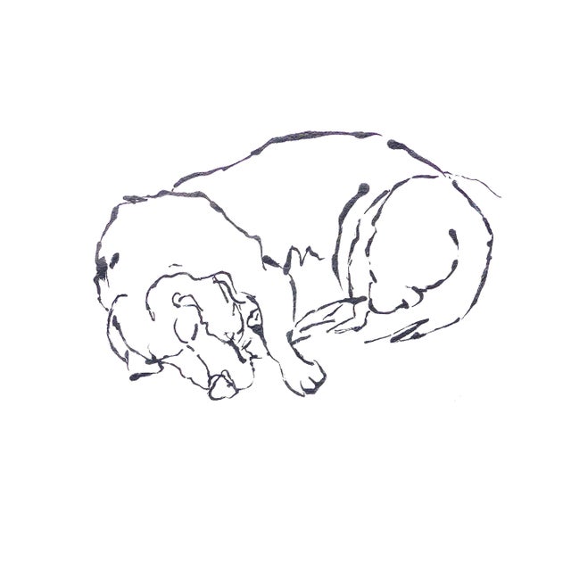Beagle Sleep, Drawing For Sale