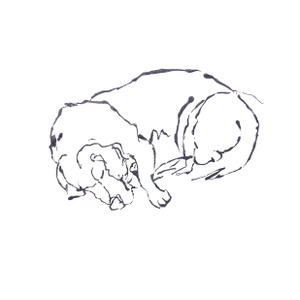 Beagle Sleep, Drawing