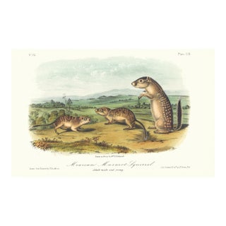 1854 Audubon Quadruped Octavo Lithograph "Plate 109 Merican Marmot Squirrel" For Sale