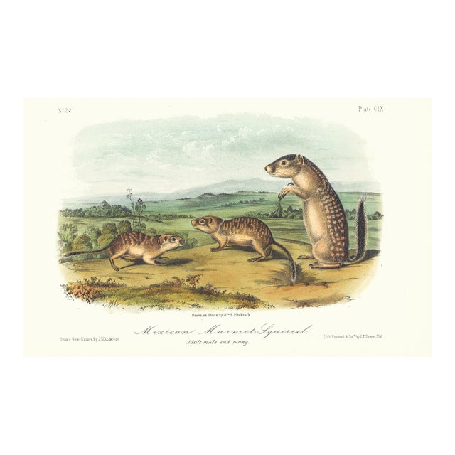 1854 Audubon Quadruped Octavo Lithograph "Plate 109 Merican Marmot Squirrel" For Sale