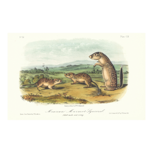 1854 Audubon Quadruped Octavo Lithograph "Plate 109 Merican Marmot Squirrel"