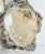 A large cluster of fossil clams called Mercenaria Permagna. They are from the Pleistocene Age, 1 million years old. Large...