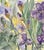 One Giclee Print of This Original Watercolor Painting “Amethyst Iris”. Approximately 15 X 11 Inches. No Ai Was Used to Create the Original Painting. For Sale - Image 4 of 9