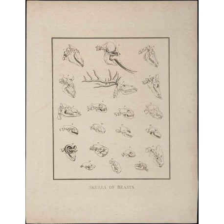Skulls of Beasts is an original etching artwork realized by Thomas Holloway for Johann Caspar Lavater's "Essays on...