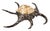 Seashell Shell Silvered For Sale - Image 12 of 12