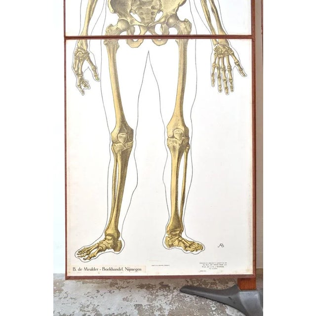 Human Foldable Anatomical Wall Charts, 1920s, Set of 2 For Sale - Image 4 of 11