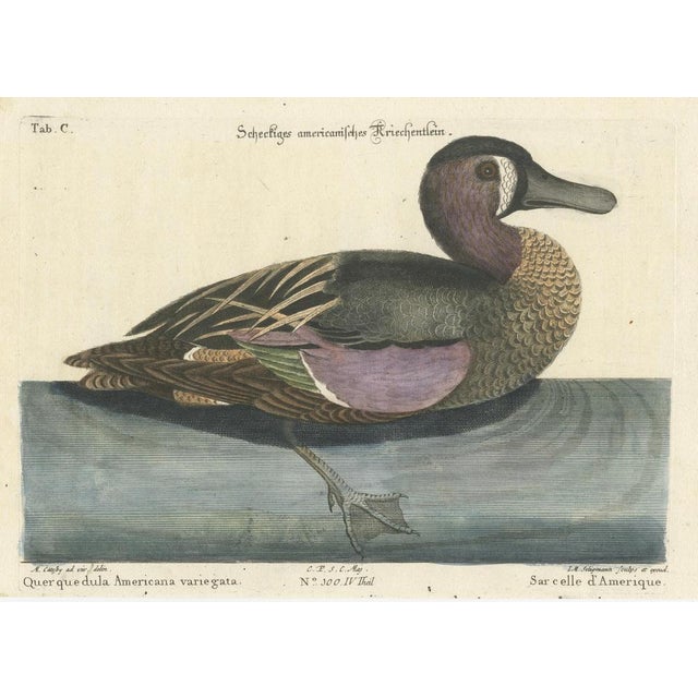 After George Edwards, American Variegated Teal, 1770, Print For Sale - Image 6 of 10