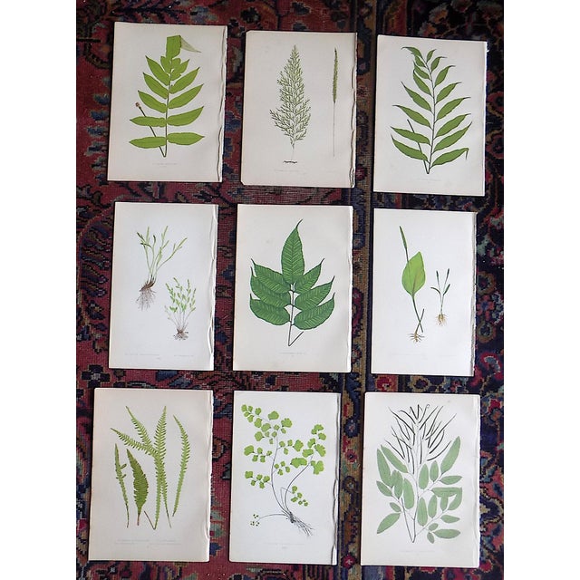 Printmaking Materials Antique 19th Century Botanical Fern Wood Engravings - Set of 9 For Sale - Image 7 of 7