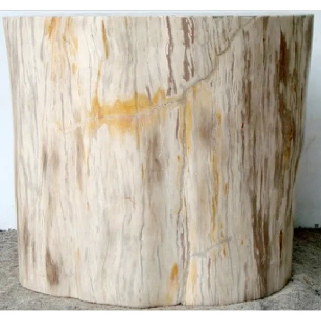 Organic Petrified Wood Stump #315 - Supellex For Sale - Image 4 of 4