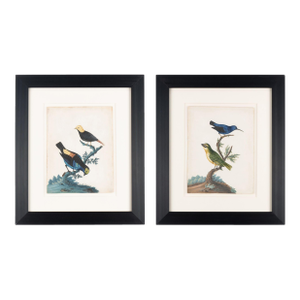 Pair of Ornithological Studies: Blue Creeper & Indian Greenfinch / Perera & Picinuna by Isaac Spackman, 1754-69