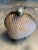 Beige Marguerite Stix Shell Minaudiere with a Pearl and Cabochon Ruby Clasp circa 1965 For Sale - Image 8 of 11