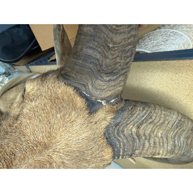 Vintage Taxidermy Aoudad (Barbary Sheep) Shoulder Mount For Sale - Image 9 of 9
