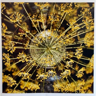 Peter C. Jones 1, Fresh Dill Large Format Photo 24X20 Color Photograph Beach House RI, 2004 For Sale