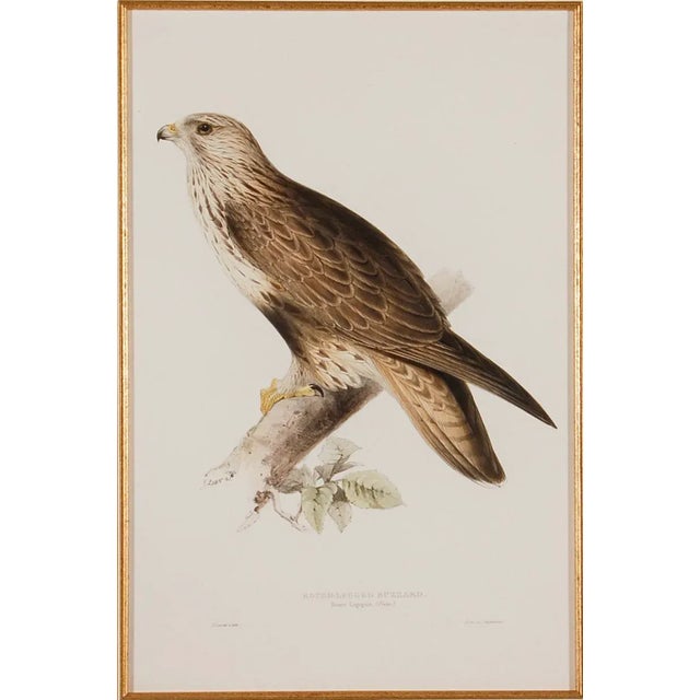 This is an original 19th century hand-colored folio-sized lithograph entitled "Archibuteo Lagopus" (Rough-Legged Buzzard)...