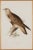 This is an original 19th century hand-colored folio-sized lithograph entitled "Archibuteo Lagopus" (Rough-Legged Buzzard)...
