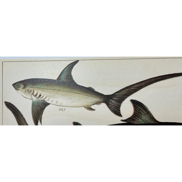 1900 - 1909 Antique Fish Print Featuring a Thrasher, Basking Shark, Brown Shark & Rough Hound From England - Circa 1902 For Sale - Image 5 of 8