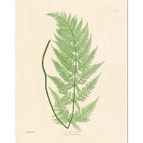 Botanical Ferns by Henry Bradbury- Plates 1-9 - Set of 9 For Sale - Image 9 of 10