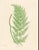 Botanical Ferns by Henry Bradbury- Plates 1-9 - Set of 9 For Sale - Image 9 of 10